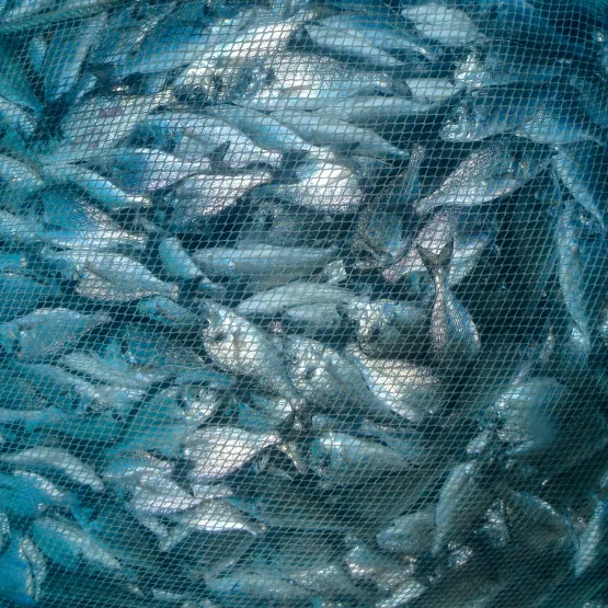 fish-net-fishing