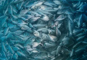 fish-net-fishing